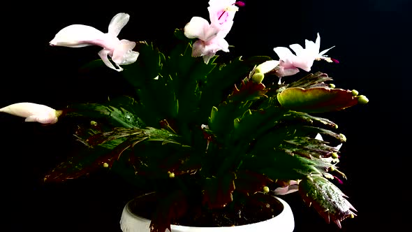 Schlumbergera truncata