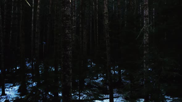 gliding through a deep dark scary evergreen winter forest, aerial dolly zoom