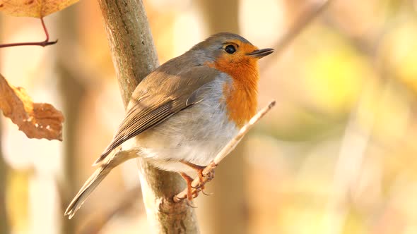 European Robin singing in the morning