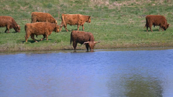 Wide shot showing many highland cows grazing on grass field beside natural lake in Switzerland.