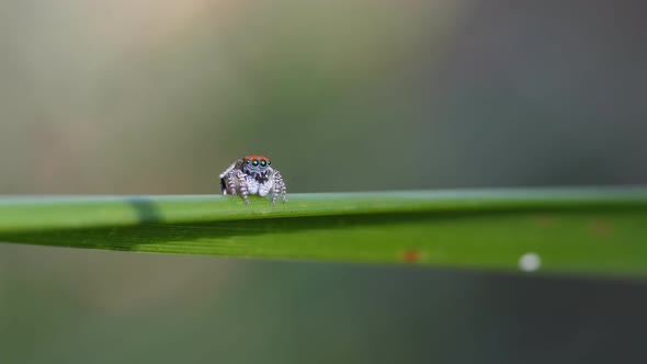 high frame rate clip of a male maratus volans walking on a left and exiting left