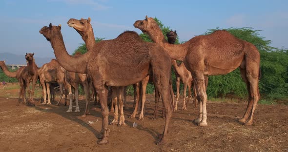Herd of Camels at Pushkar Mela Camel Fair Festival in Field