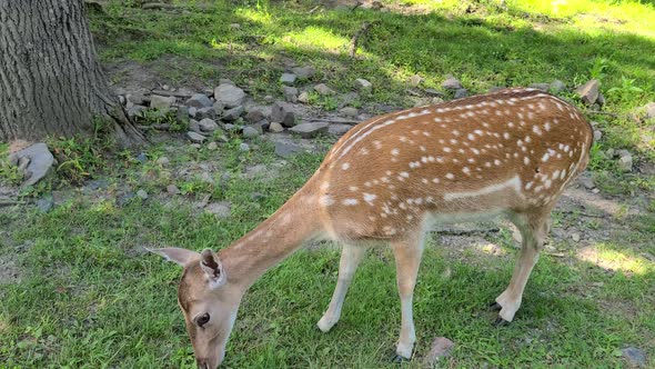 Frendly Fallow deer grazing in green meadow, Looking to camera and goes away