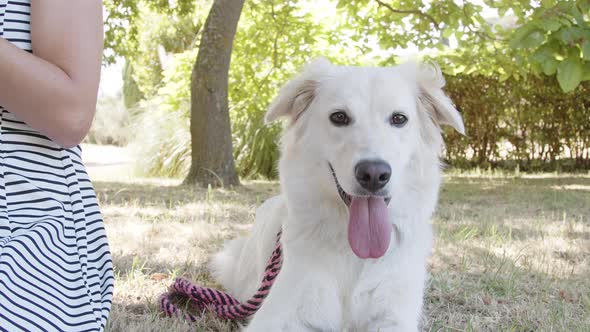 Portrait of white dog in park