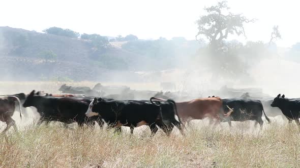 Herd of black Angus cattle running across the screen causing dust to fly in the air