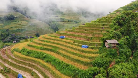 Aerial Cinematic Shot of Rice Terraces on Hills in Curved Pattern with Village