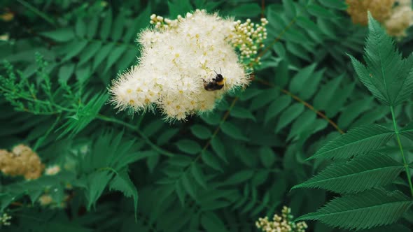 Striped Bumblebee Pollinating White Sweetsmelling Meadowsweet Flowers Slowmo