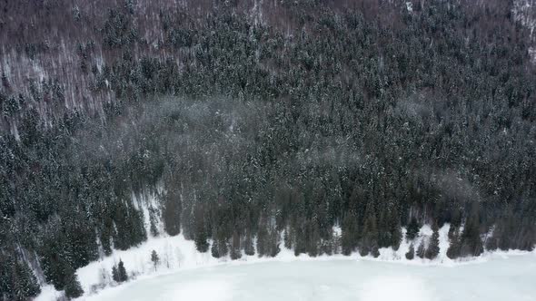 Dense Forest On Lakeshore Of Saint Anne Lake (Lake Sfanta Ana) At Winter Season In Harghita, Romania