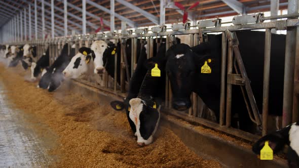 Modern Farm Cowshed with Milking Cows Eating Hay