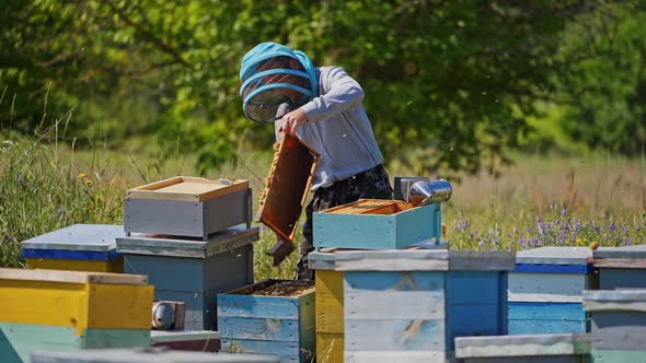 Apiarist examining frame with bees. Hardworking bees flying over the hives. 