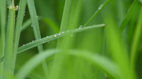 Nature Fresh Green Grass With Dews Drop