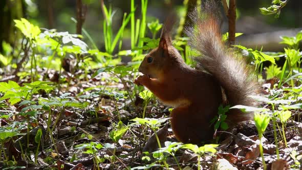Adorable Red Squirrel (Sciurus Vulgaris) That Nibble Nut in Forest