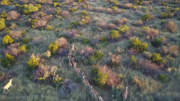 Aerial chase of antelope herd running through bush land at sunset in Botswana