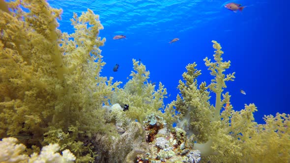 Underwater Soft Coral Reef