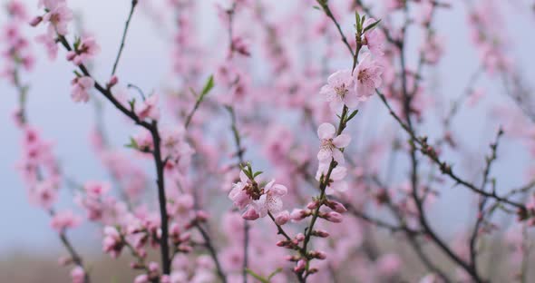 A beautiful Japanese tree branch with cherry blossoms. A lovely scenery