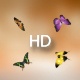Butterfly - VideoHive Item for Sale