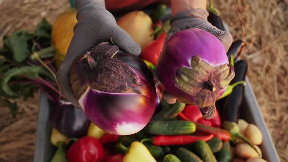 A Farmer Holding a Freshly Picked Eggplant, Close-up