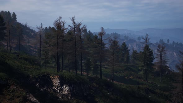 Tatras Mountains Covered By Green Pine Forests