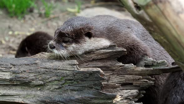 Asian small clawed otters (Amblonyx cinereus) cleans fur	