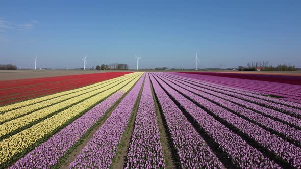 Colorful flowerfields with blooming tulips in the Flevopolder of the Netherlands