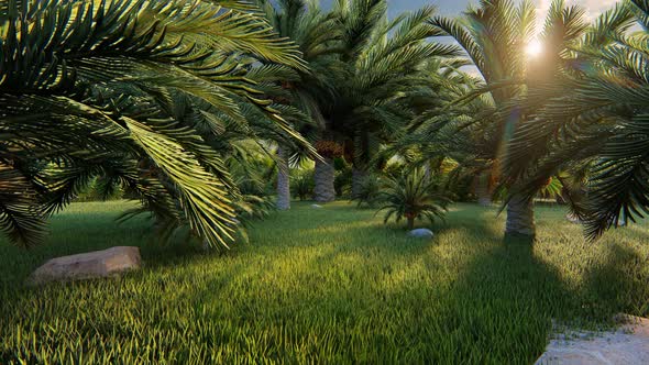 Garden Of Palms 2k alt