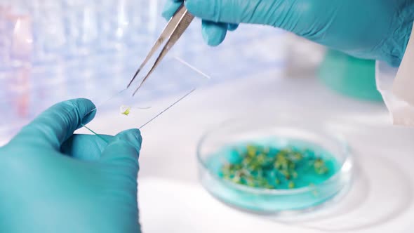 Closeup a Scientist Using Tweezers Examines Young Sprouts of Green Salad in Microscope Slide