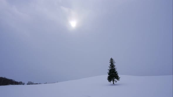 Christmas tree with snow in winter season