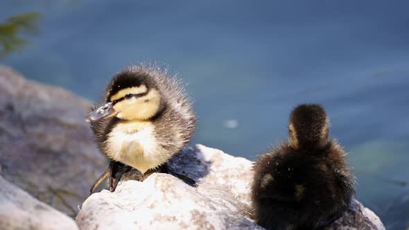 Baby duck chicks on a rock at the edge of a pond