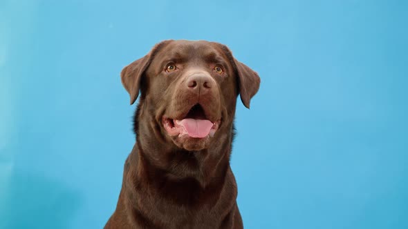 Labrador Dog Portrait