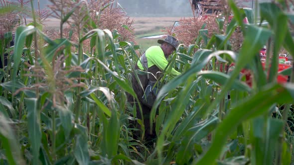 Camera moving towards farmer as he quickly picks corn off the stalks.