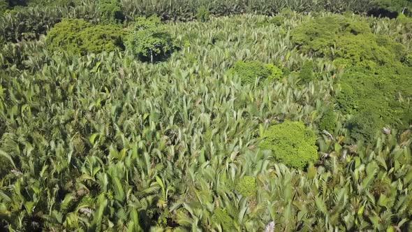 Aerial view NIpah palm (Nypa fruticans)