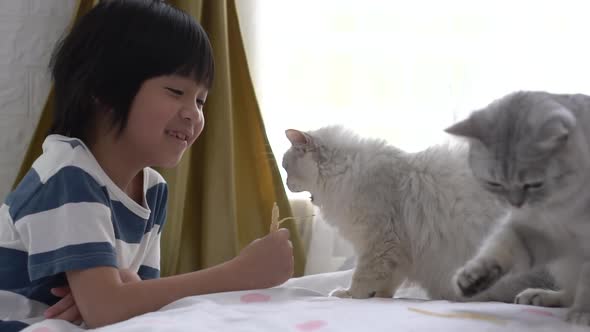 Cute Asian Child Feeding  Cats At Home