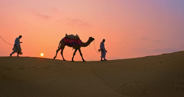 Indian Cameleers (Camel Driver) Bedouin with Camel Silhouettes in Sand Dunes of Thar Desert on