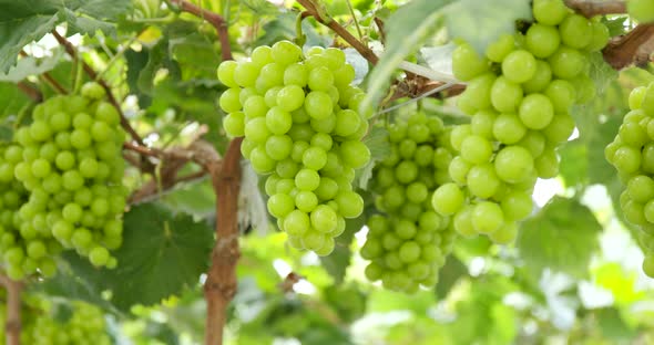 Green fresh grape in the farm