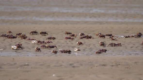 Group of Fiddler crabs on the beach at the Western Sahara, Africa