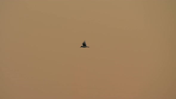 Sea gull flying in the evening sky