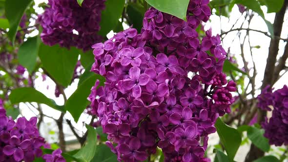 Amazing purple lilac in the tree