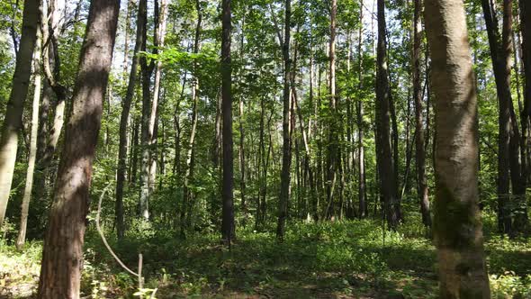 Trees in the Forest During the Day