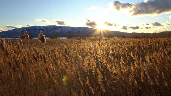 Sun shining on golden grassy reeds at sunset