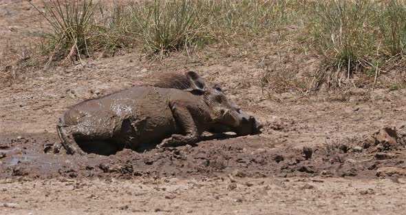 Warthog, phacochoerus aethiopicus, Adult having Mud Bath, Nairobi Park in Kenya, real Time 4K