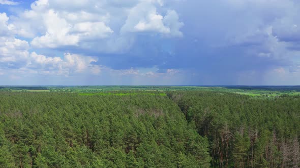 Flying Over The Treetops Of The Forests