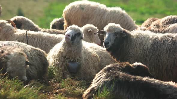 Herd Ofsheeps on Pasture on a Sunny Day
