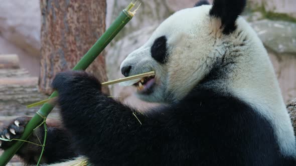 Giant Panda Bites Off Bamboo Shoots Chews on It