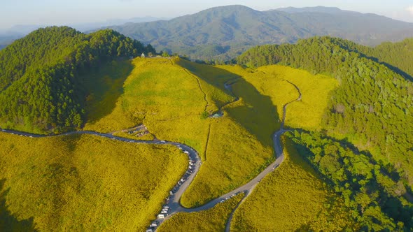 Aerial view of tree Marigold or yellow flowers in national garden park and mountain hills