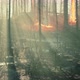 Wildfire Burns Ground in Forest - VideoHive Item for Sale