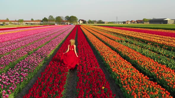 Woman walking in the tulips field