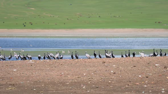 Real Wild Crane Birds in Natural Lakeshore