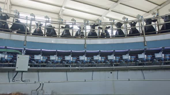 Cows during milking on a rotary milking parlor in a large dairy farm