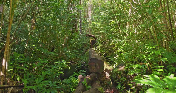 Hiking In The Rainforest POV 4K