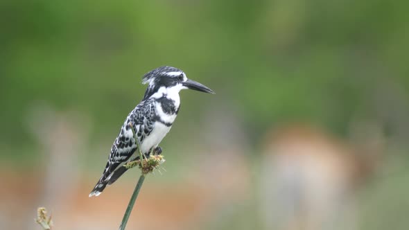 Pied kingfisher on reed with antelope in the background